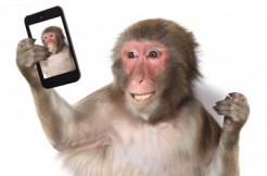 Monkey via Lilkar and Shutterstock