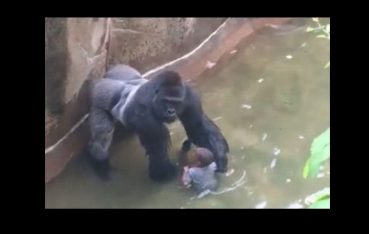 Harambe via screengrab 