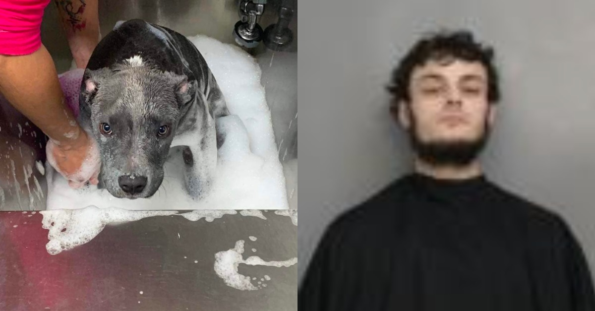 Tyler Jerdo Charged With Animal Abuse Over Tortured Dog