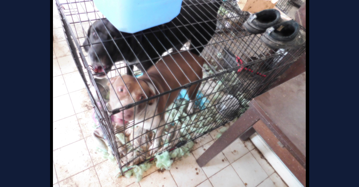 An image shows the dogs Connecticut state troopers say they rescued.