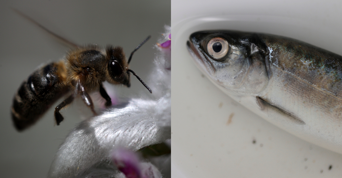 A bee (L) and a fish (R)