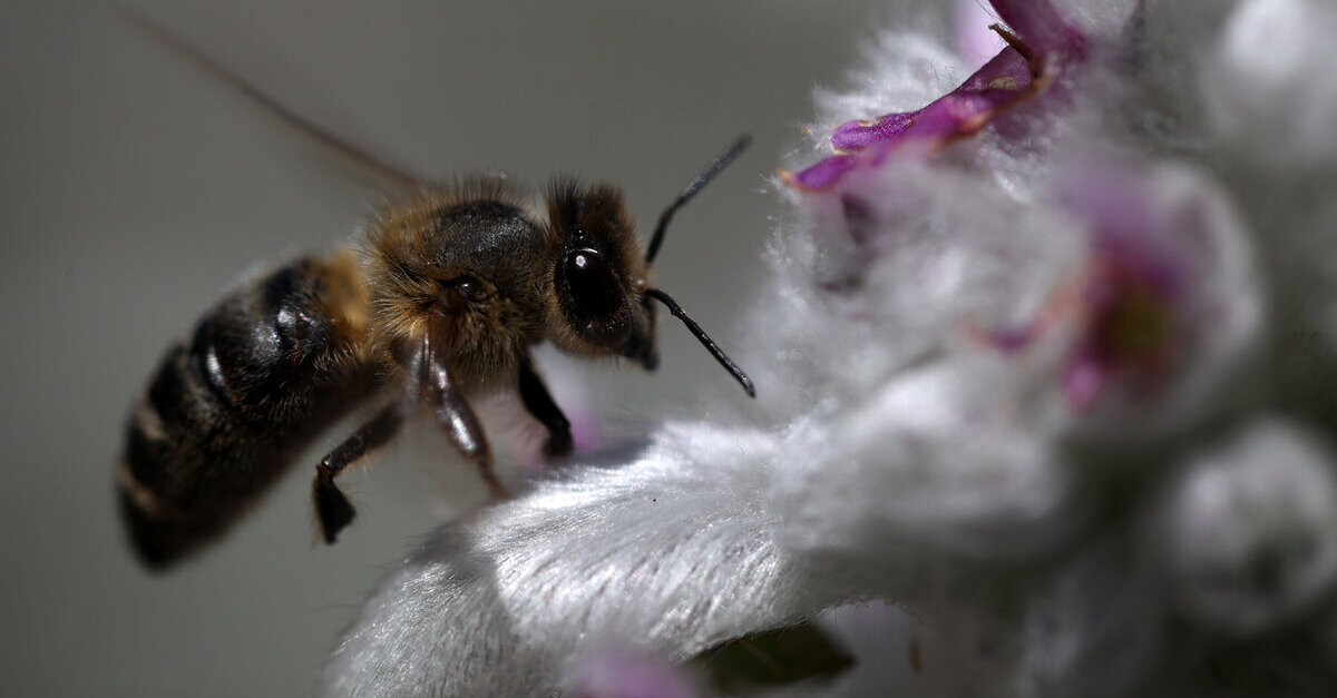 A bee is shown on a flower