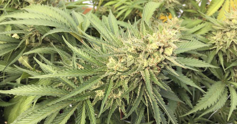 In this Sept. 30, 2016, file photo, a marijuana bud is seen before harvest at a rural area near Corvallis, Ore. (AP Photo/Andrew Selsky, File)