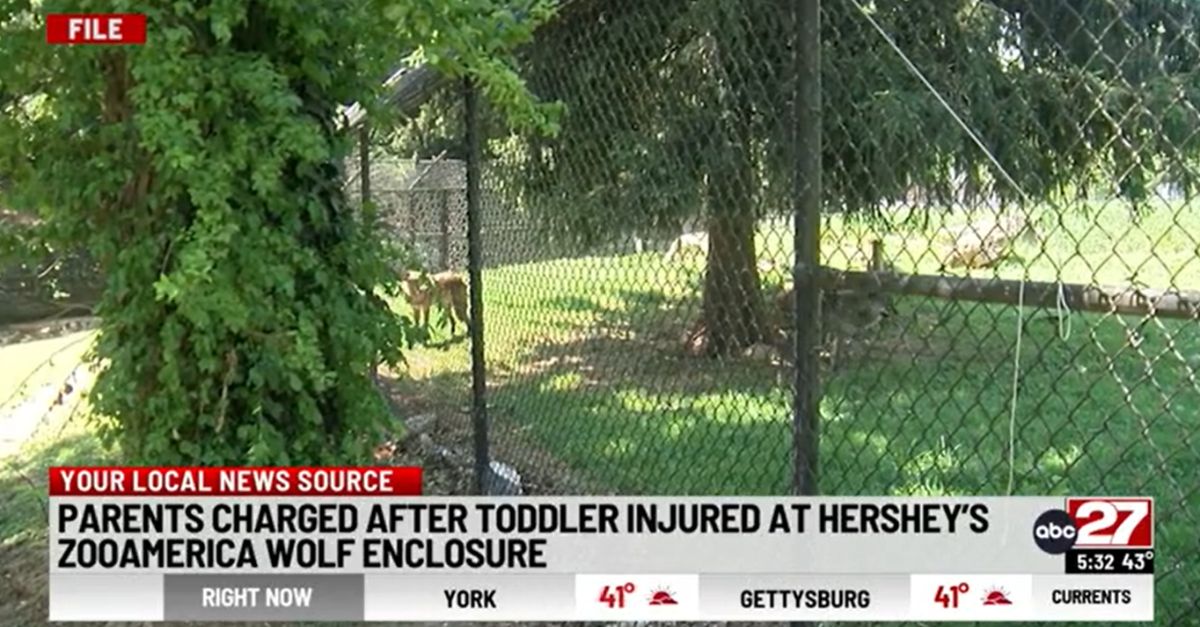 Parents charged after toddler stuck hand in wolf enclosure